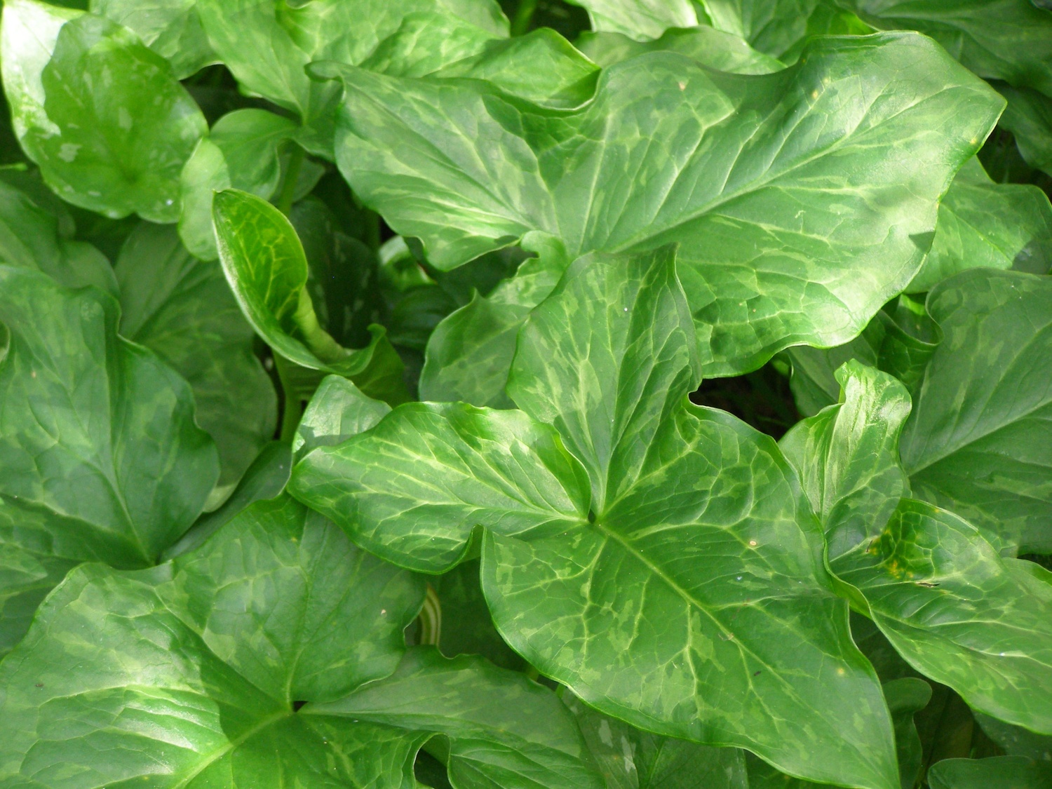 Arum italicum subsp. neglectum